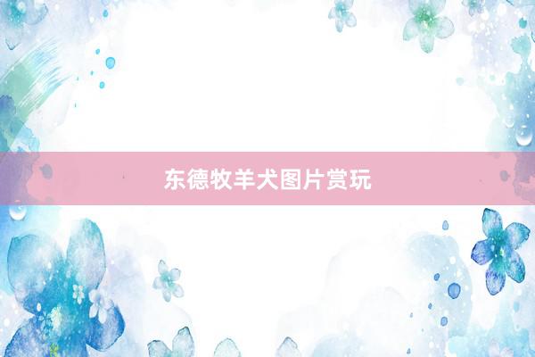 东德牧羊犬图片赏玩